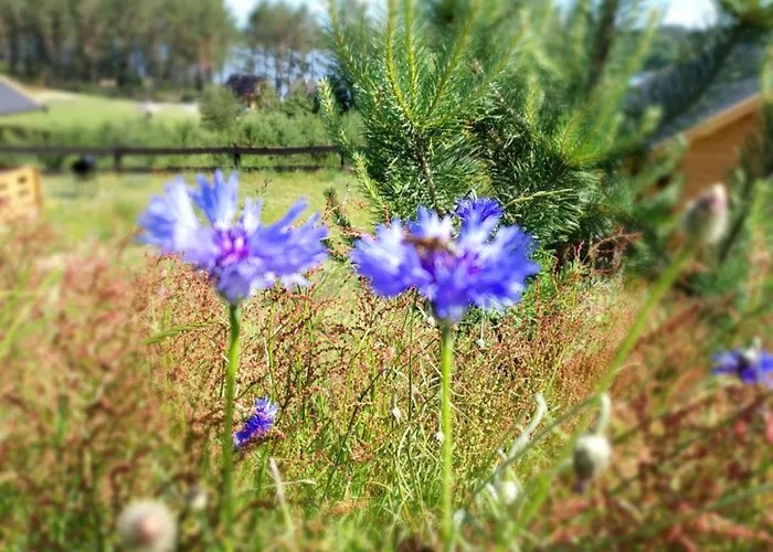 Kaszubskie Laki Nr 4 * Lakie (Bytow)